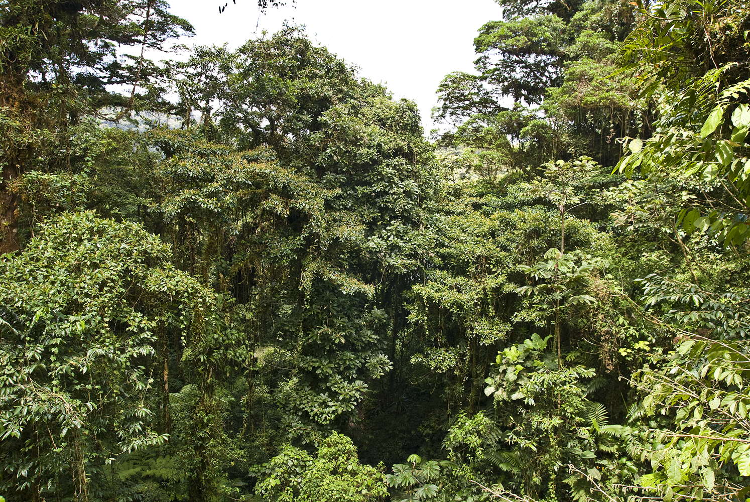 Monteverde2